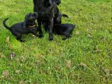 Springer/Labrador blanding hvalpe  - 4