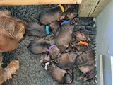 Gravhunde hvalpe - 4