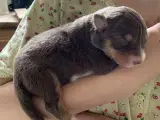 Ægte Australian Shepherd 3 uger gamle - 5