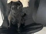 Mops-Fransk Bulldog og Dansk Svensk mix
