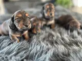 Langhåret Dværggravhunde hvalpe - 2