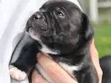 Staffordshire Bull Terrier hvalpe - 2