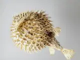 ⭐️· Dekoration af tørret pindsvinefisk / Kuglefisk - 3