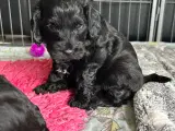 Cockapoo f1 hvalpe  - 4