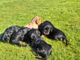 Cavalier King Charles hvalpe - 2