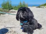 Shih tzu han tilbydes til parring