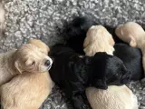 Toy Cockapoo Doodle / Labradoodle - 3