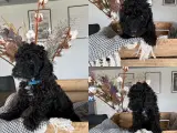 Cockapoo hvalpe søger nye hjem.  - 5
