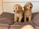 Mini Golden doodle F1B babyer  - 3