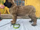 Leonberger tæve hvalp - 4