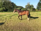 Oldenborg plag 