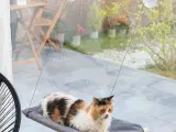 Hængende kat hængekøje Catlax InnovaGoods