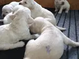 Labradoodle hvalpe  - 3