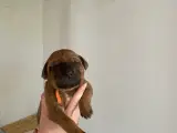 Sødeste hundehvalpe søger ny famile 
