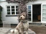Labradoodlehvalpe - mellem størrelse