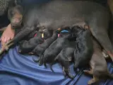 Dobermann hvalpe - 5