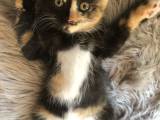 katte killing