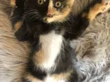 katte killing