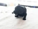 Cocker Spaniel hvalpe - 3