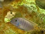 Malawi Cichlider