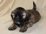 Lhasa Apso hvalpe - 4