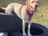 Labrador hvalpe  - 2