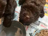 Én tilbage!! Bichon havanais/maltipoo - 3
