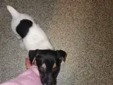 Dansk svensk gårdhund 