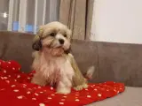 Shih tzu bamser - 5