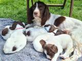 Springer Spaniel FT hvalpe