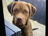 Labrador / dogue de Bordeaux  - 5