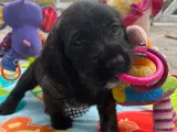  Stueopdræt  Blandings hundehvalpe  - 2