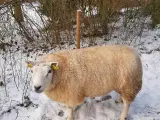 Texel får