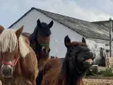 1 årig Jyskhest hingst sælges - 4