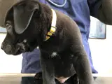 Rottweiler hunde hvalp sælges  - 5