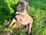 10-uger gamle Bullmastiff hvalpe til salg  - 3