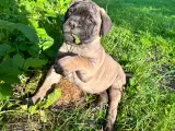 11-uger gamle Bullmastiff hvalpe til salg  - 3