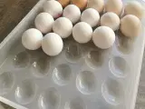 Æggeholder