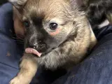Pomeranian/chihuahua - 2