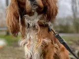 Sund Cavalier King Charles tilbydes til parring.