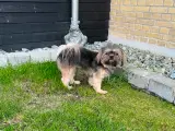 Shih tzu / Malteser hvalpe - 5