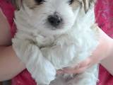 Cava-tulear