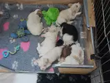 Bichon Havanais hvalp