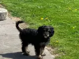 Cavapoo babyer må rejse nu - 4
