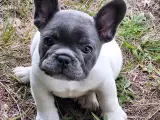 Fransk bulldog hvalpe - 4