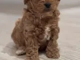 Cavapoo F1 B - 5