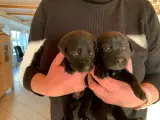 Dejlige Labradorhvalpe til salg - 2