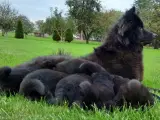 Eurasier hvalpe - 3