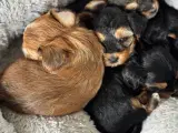 Yorkshire Terrier Hvalp - 2