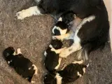 Hundehvalpe